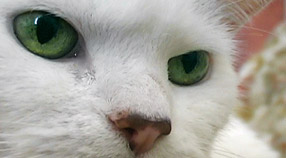 gatto