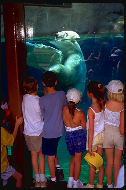 Orsi allo zoo