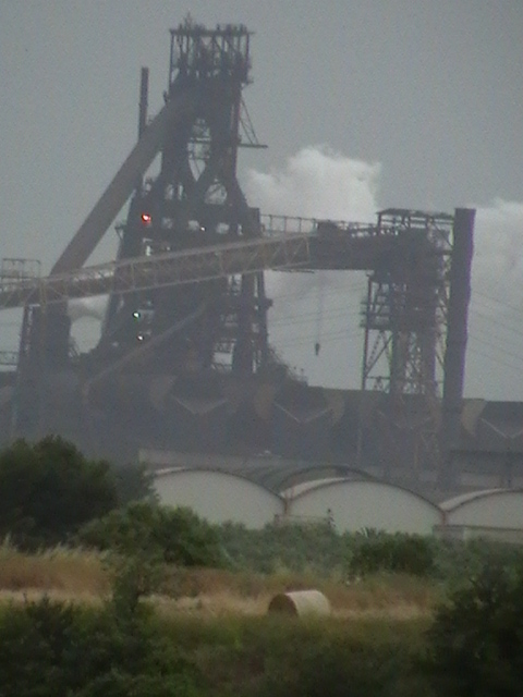 Foraggio raccolto vicino allIlva di Taranto Foraggio raccolto vicino allIlva di Taranto