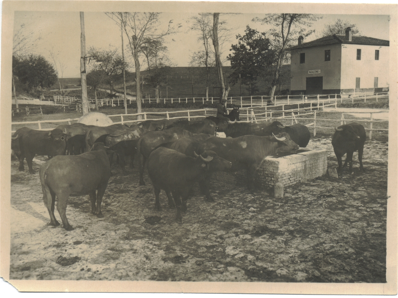 Tenuta di Tor Mancina, 1944. Bufali all'interno della tenuta.