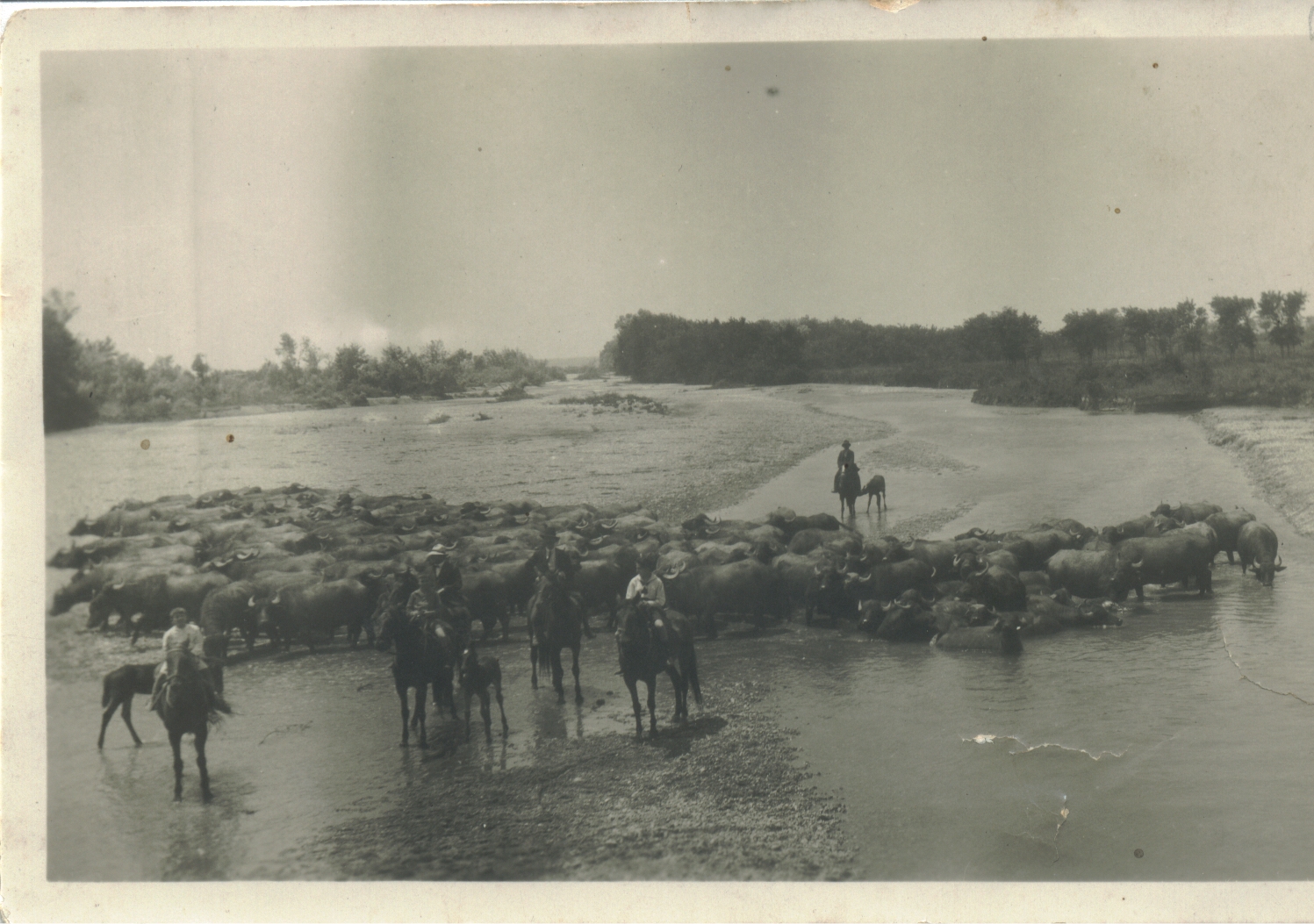 Tenuta di Tor Mancina, 1944. Bufali all'abbeverata sul Tevere.
